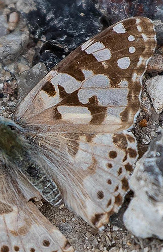 Tidselsommerfugl, Vanessa cardui larve på Horsetidsel, Cirsium vulgare. Tibirke Bakker, Nordsjælland d. 14 juli 2019. Fotograf; Lars Andersen