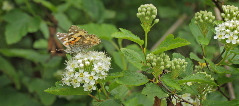 Tidselsommerfugl, Vanessa cardui. Rdbyhavn Rangerterrn, Lolland d. 6 juni 2019. Fotograf; Lars Andersen