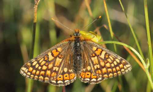 Hedepletvinge, Euphrydryas aurinia hun. Troldkrvej st for Skiveren, Danmark d. 7 juni 2019. Fotograf; Lars Andersen