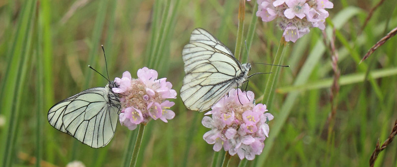 Sortret Hvidvinge, Aporia crataegi han. lbk Strand, Vendsyssel, Danmark d. 8 juni 2019. Fotograf; Lars Andersen