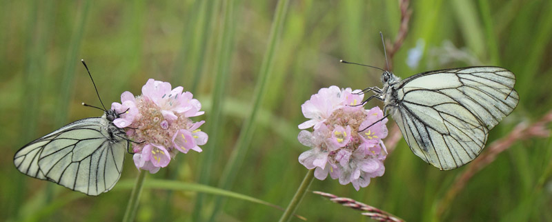 Sortret Hvidvinge, Aporia crataegi han. lbk Strand, Vendsyssel, Danmark d. 8 juni 2019. Fotograf; Lars Andersen