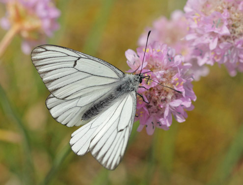 Sortret Hvidvinge, Aporia crataegi han. lbk Strand, Vendsyssel, Danmark d. 8 juni 2019. Fotograf; Lars Andersen