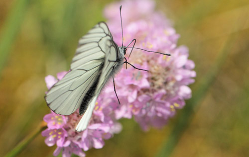 Sortret Hvidvinge, Aporia crataegi han. lbk Strand, Vendsyssel, Danmark d. 8 juni 2019. Fotograf; Lars Andersen