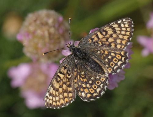 Okkergul Pletvinge, Melitaea cinxia hun. Knasborg , lbk, , Vendsyssel d. 8 juni 2019. Fotograf; Lars Andersen