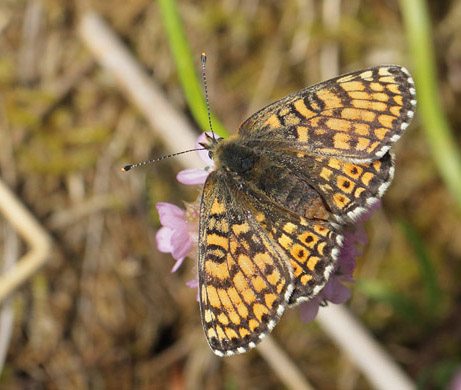 Okkergul Pletvinge, Melitaea cinxia hun. Knasborg , lbk, , Vendsyssel d. 8 juni 2019. Fotograf; Lars Andersen