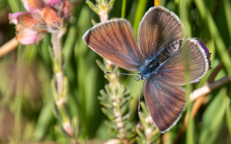 Isblåfugl, Polyommatus amandus hun form med blå rodfelt. Fuglesangssøen, Rønnerne, Læsø, Danmark d. 3 juli 2019. Fotograf; David Nash