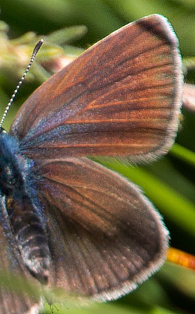 Isblåfugl, Polyommatus amandus hun form med blå rodfelt. Fuglesangssøen, Rønnerne, Læsø, Danmark d. 3 juli 2019. Fotograf; David Nash