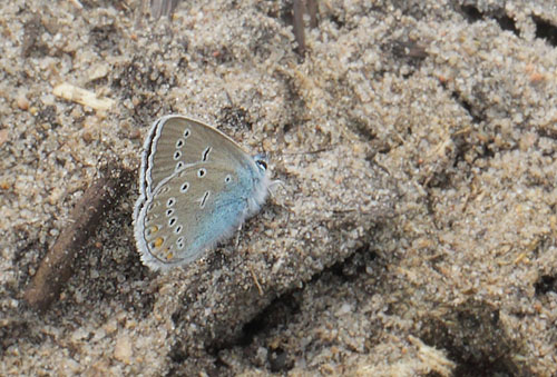 Isblåfugl, Polyommatus amandus. Ellinge Lyng, Odsherred, Danmark d. 18 juni 2019. Fotograf; Lars Andersen