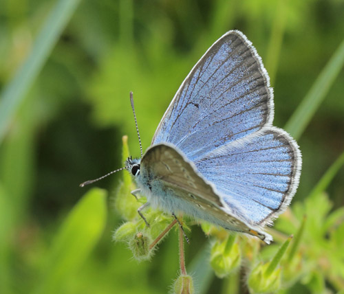 Isblåfugl, Polyommatus amandus. Ellinge Lyng, Odsherred, Danmark d. 18 juni 2019. Fotograf; Lars Andersen