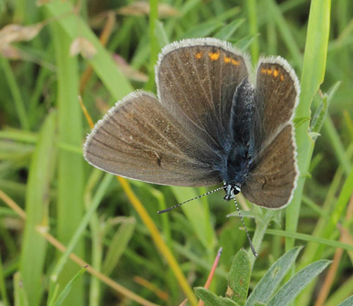 Isblåfugl, Polyommatus amandus. Ellinge Lyng, Odsherred, Danmark d. 18 juni 2019. Fotograf; Lars Andersen