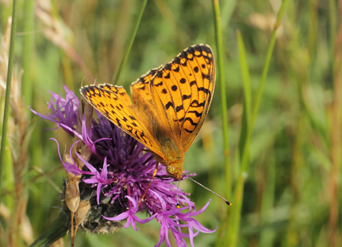 Markperlemorsommerfugl, Speyeria aglaja han. Diesbjerg, Odsherred, Danmark d. 18 juni 2019. Fotograf; Lars Andersen