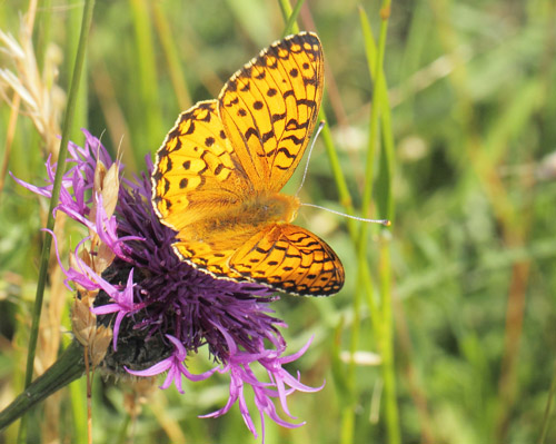 Markperlemorsommerfugl, Speyeria aglaja han. Diesbjerg, Odsherred, Danmark d. 18 juni 2019. Fotograf; Lars Andersen