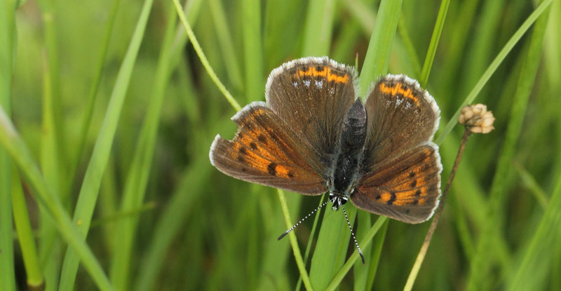 Violetrandet Ildfugl, Lycaena hippothoe hun. Nrrevangssletten, Birkerd, Nordsjlland d. 21 juni 2019. Fotograf; Lars Andersen