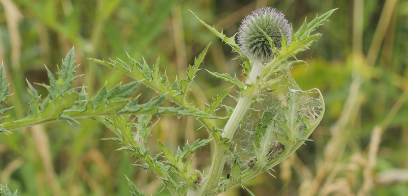 Tidselsommerfugl, Vanessa cardui larve p Horsetidsel, Cirsium vulgare. Tibirke Bakker, Nordsjlland d. 14 juli 2019. Fotograf; Lars Andersen