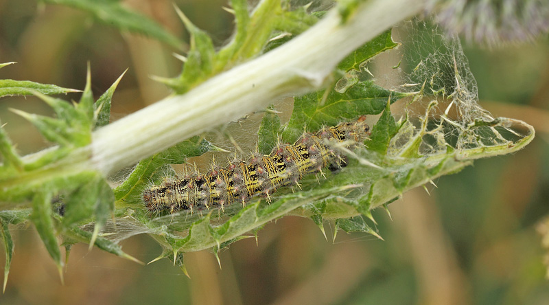 Tidselsommerfugl, Vanessa cardui larve p Horsetidsel, Cirsium vulgare. Tibirke Bakker, Nordsjlland d. 14 juli 2019. Fotograf; Lars Andersen