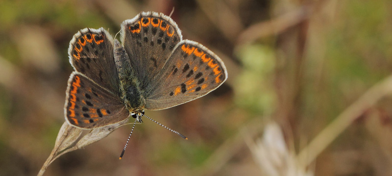 Sort Ildfugl, Lycaena tityrus han.  Bt Dige ved Bt Plantage. Falster d. 13 juli 2018. Fotograf: Lars Andersen 