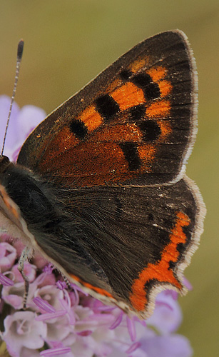 Lille Ildfugl, Lycaena phlaeas han. Bt Dige, Falster, Danmark d. 17 juli 2019. Fotograf; Lars Andersen