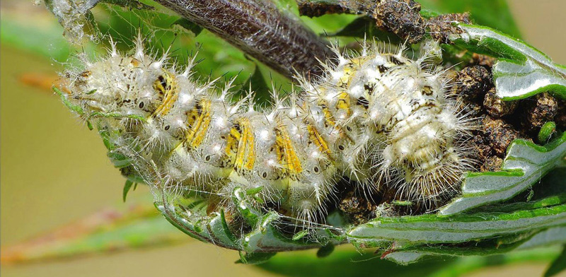Tidselsommerfugl, Vanessa cardui larve på Gråbynke, Artemisia vulgaris. Grenå, Djursland d. 18 juli 2019. Fotograf; Kjeld Brem Sørensen