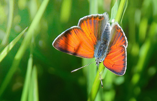 Violetrandet Ildfugl, Lycaena hippothoe han. Tversted , Vendsyssel, Danmark d. 9 juni 2019. Fotograf; Hanne Christensen