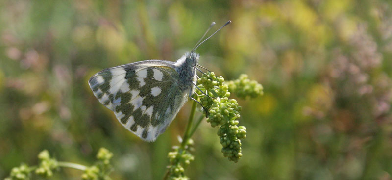 Grnbroget Klsommerfugl, Pontia edusa. Bt Diget, Falster d. 26 juni 2019. Fotograf; Erling Krabbe