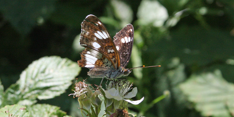 Hvid Admiral, Limenitis camilla han. Valby Hegn, Nordsjlland, Danmark d. 5 juli 2019. Fotograf; Erling Krabbe