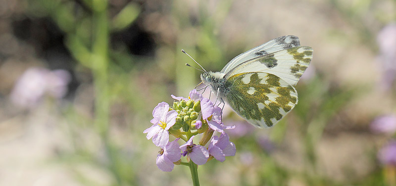 Grnbroget Hvidvinge, Pontia edusa. Kroghage, Falster, Danmark d. 27 juli 2019. Fotograf; Lars Andersen