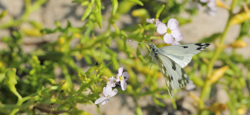 Grnbroget Hvidvinge, Pontia edusa. Kroghage, Falster, Danmark d. 27 juli 2019. Fotograf; Lars Andersen