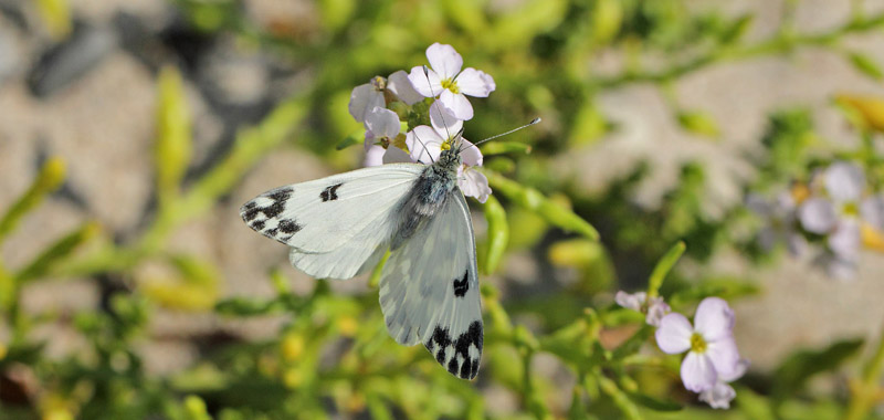 Grnbroget Hvidvinge, Pontia edusa. Kroghage, Falster, Danmark d. 27 juli 2019. Fotograf; Lars Andersen