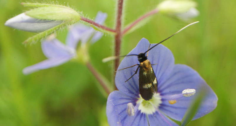 renprislanghornsml, Cauchas fibulella p Tveskgget renpris, Veronica chamaedrys. Birkerd, Nordsjlland d. 1 juni 2019. Fotograf; Lars Andersen