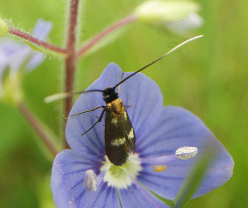 renprislanghornsml, Cauchas fibulella p Tveskgget renpris, Veronica chamaedrys. Birkerd, Nordsjlland d. 1 juni 2019. Fotograf; Lars Andersen