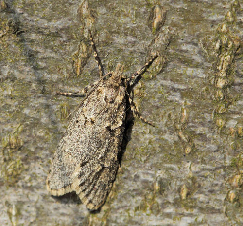 Vårmøl, Diurnea fagella. Storskov v. Søholt, Lolland d. 7 april 2019. Fotograf; Lars Andersen