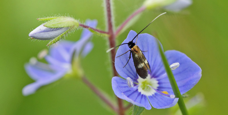 renprislanghornsml, Cauchas fibulella p Tveskgget renpris, Veronica chamaedrys. Birkerd, Nordsjlland d. 1 juni 2019. Fotograf; Lars Andersen