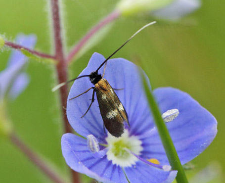 renprislanghornsml, Cauchas fibulella p Tveskgget renpris, Veronica chamaedrys. Birkerd, Nordsjlland d. 1 juni 2019. Fotograf; Lars Andersen