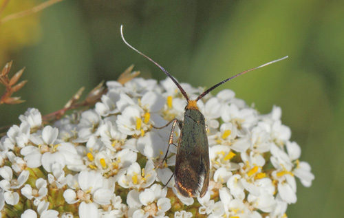 Nemophora cupriacella. Bjergene, Odsherrred, Danmark  d. 13 juli 2019. Fotograf; Lars Andersen