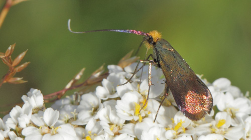 Nemophora cupriacella. Bjergene, Odsherrred, Danmark  d. 13 juli 2019. Fotograf; Lars Andersen