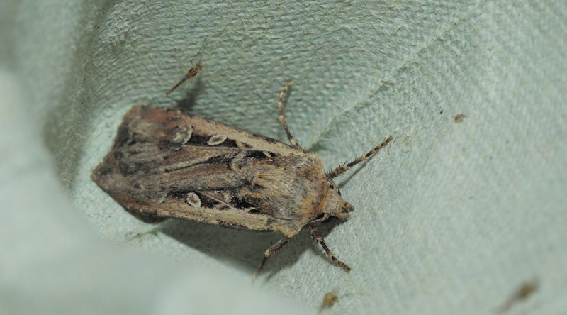 Hvedeugle, Euxoa tritici. Lynetten, København, Nordsjælland d. 29 juli 2019. Fotograf; Lars Andersen