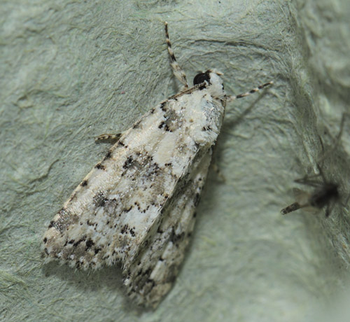 Lysegrn Lav-Ugle, Nyctobrya muralis.  Kbenhavn, Nordsjlland d. 29 juli 2019. Fotograf; Lars Andersen