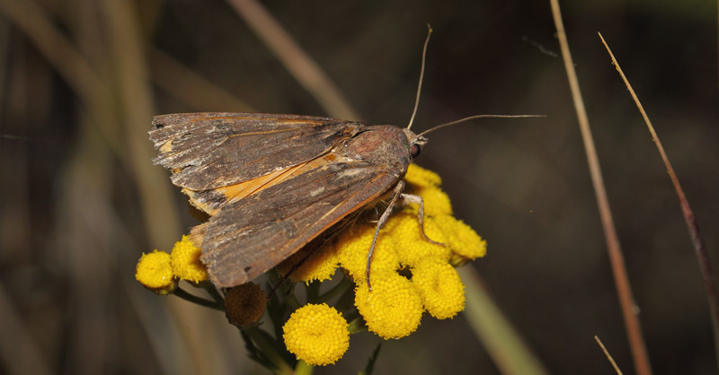 Stor Smutugle, Noctua pronuba. Lynetten, København, Nordsjælland d. 29 juli 2019. Fotograf; Lars Andersen