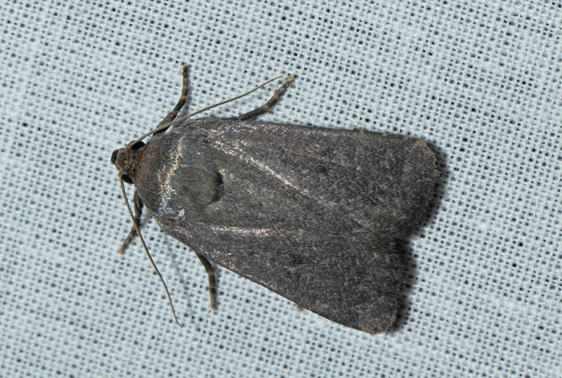 Blyantsugle, Amphipyra tragopoginis. Refshaleen, Kbenhavn, Nordsjlland d. 29 juli 2019. Fotograf; Lars Andersen