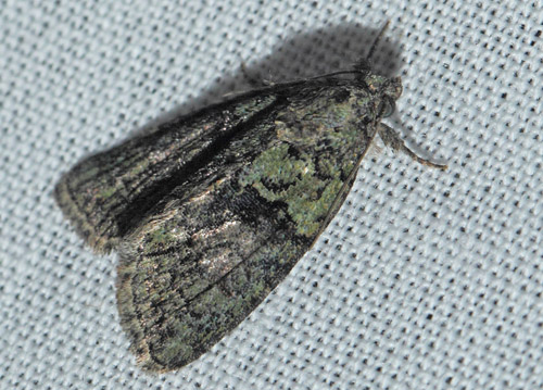 Grn Lav-Ugle, Cryphia algae. Kbenhavn, Nordsjlland d. 29 juli 2019. Fotograf; Lars Andersen