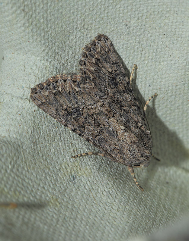 Bedeugle, Anarta trifolii. Lynetten, København, Nordsjælland d. 29 juli 2019. Fotograf; Lars Andersen