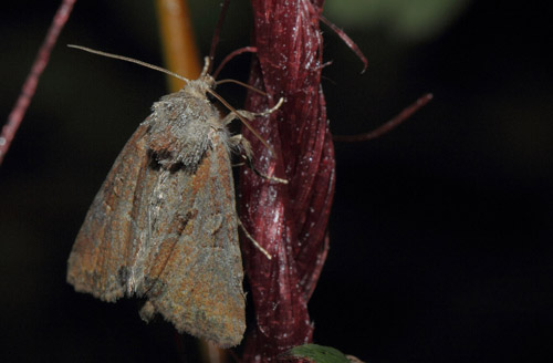 Lille Tyv, Mesoligia furuncula. Amager Flled, Amager d. 17 august 2019. Fotograf; Lars Andersen