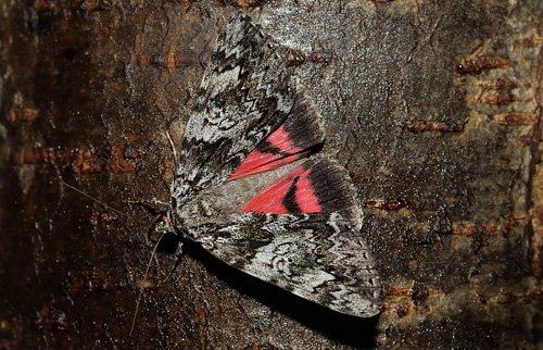 Ege-Ordensbnd, Catocala promissa. Arrenakke, Nordsjlland d. 6 august 2019. Fotograf; Henrik S Larsen