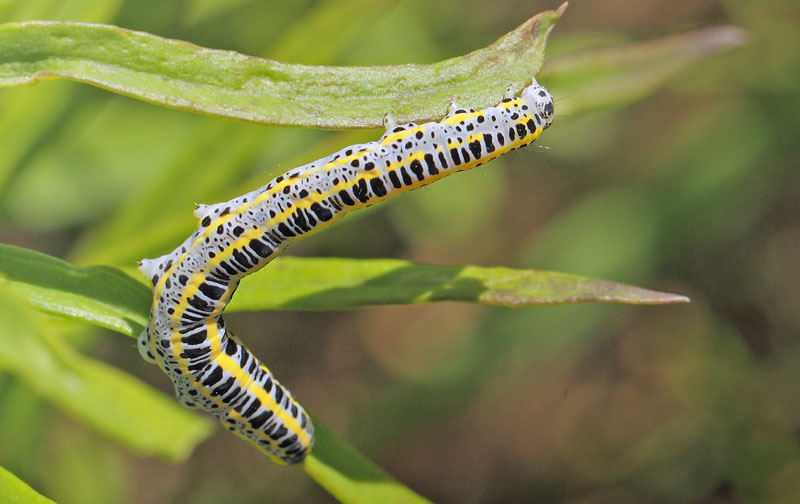 Kappeugle, Calophasia lunula larve p Almindelig Torskemund. Refshaleen, Kbenhavn d. 9 juli 2019. Fotograf; Lars Andersen