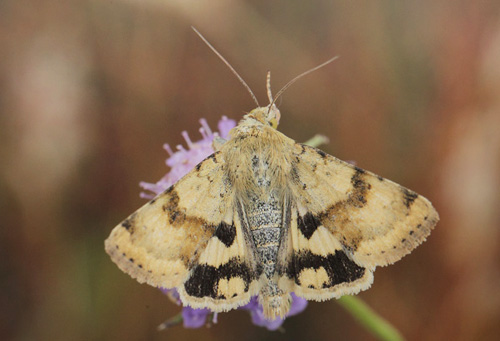 Cikorieugle, Heliothis viriplaca. Bt Dige, Falster  d. 17 juli 2019. Fotograf; Lars Andersen