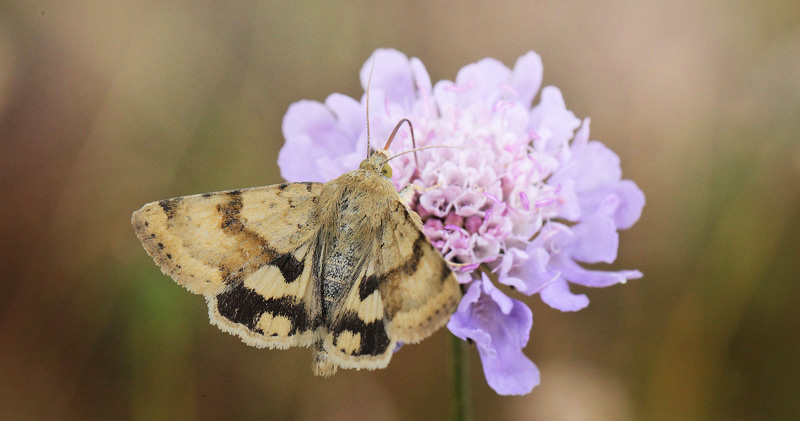 Cikorieugle, Heliothis viriplaca. Bt Dige, Falster  d. 17 juli 2019. Fotograf; Lars Andersen