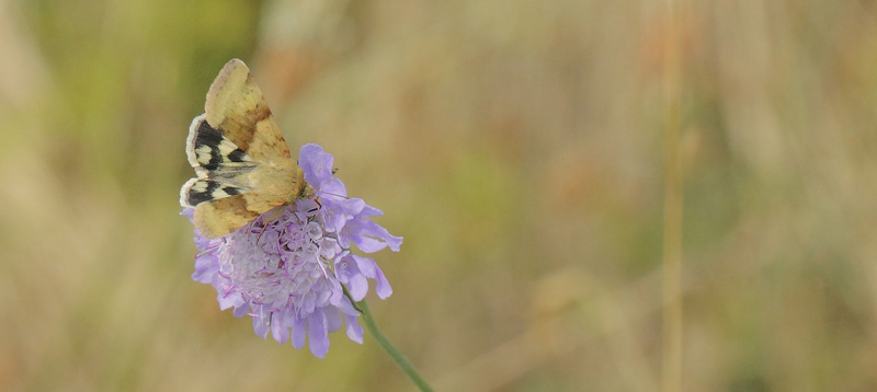 Cikorieugle, Heliothis viriplaca 1 imago rast. Bt Dige, Falster  d. 19 juli 2019. Fotograf; Lars Andersen