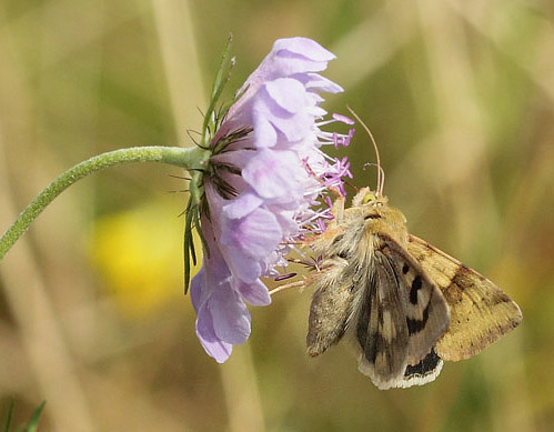 Cikorieugle, Heliothis viriplaca. Bt Dige, Falster  d. 19  juli 2019. Fotograf; Lars Andersen