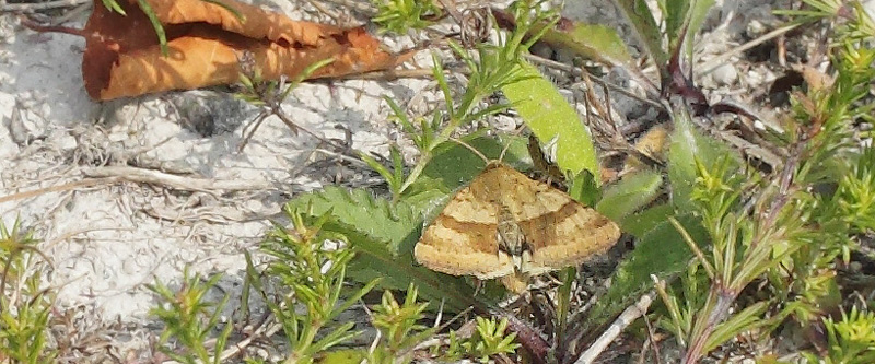 Cikorieugle, Heliothis viriplaca 1 imago rast. Holtug Kridtbrud, Stevns d. 19 juli 2019. Fotograf; Lars Andersen