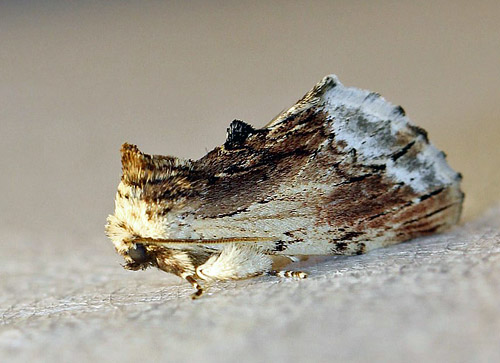 Navr-Kamelspinder, Ptilodon cucllina kom til lys.  Ruds Vedby, Sydvestsjlland d. 30 juli 2019. Fotograf; Nicolai Poulsen